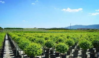 看国外先进苗圃，苗木产业的差距与启示