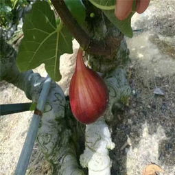 攀枝花绿抗一号无花果苗厂家——优质苗木的生产与供应