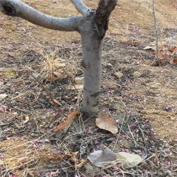 修文桃树苗厂家——优质苗木，诚邀合作