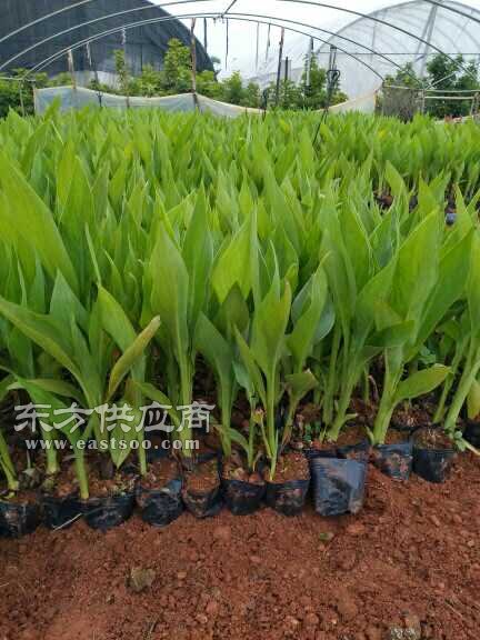 苗木产业新篇章 云南苗圃与木春菊加工图景探析