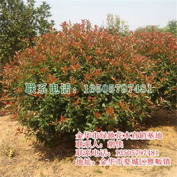 红叶石楠树 优质苗木批发与绿地建设的最佳选择