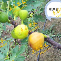 郑州中农矮生无花果苗木产地介绍及产业发展前景