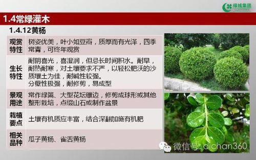 绿城集团园林软景苗木图谱解析