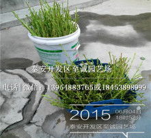 高清图片与苗木 视觉艺术与绿色产业的完美结合