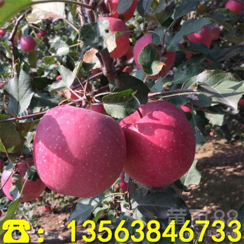 【寒富苹果树苗前景怎么样、寒富苹果树苗批发价位】- 