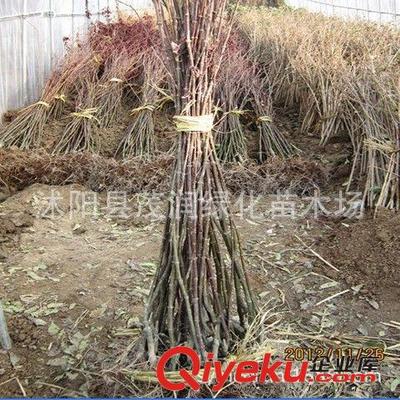 优质2年生嫁接红枫苗 打造庭院绿化的绝佳选择