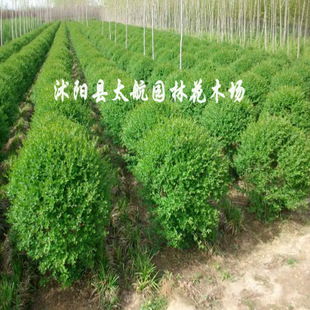 常年供应优质小叶女贞球苗木，批发价廉物美，专业绿化指导