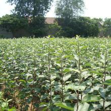 苗木质优价廉——批发与厂家直供的优势