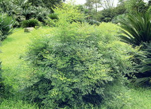 苗木信息查询与人工智能应用软件开发