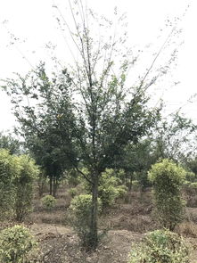 人工智能应用软件开发赋能苗木产业